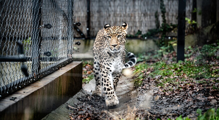 Persian leopard (Panthera pardus tulliana) in captivity