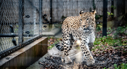 Persian leopard (Panthera pardus tulliana) in captivity