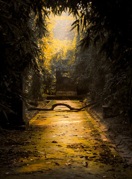 Empty path in the forest