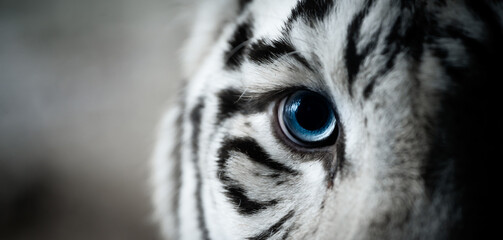 The blue eye of a white Bengal tiger (Panthera tigris tigris) in captivity