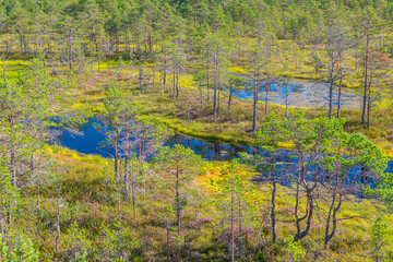 Viru bog nature trail,Harju County, Lahemaa National Park, Estonia