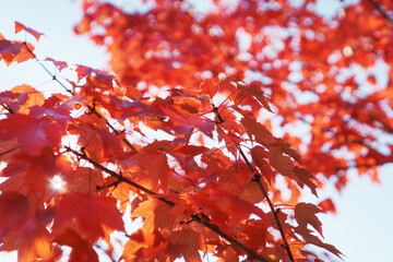 Red autumn maple leaves in full screen.