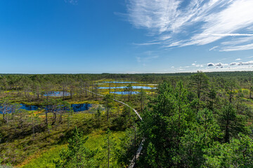 Fototapeta na wymiar Viru bog nature trail,Harju County, Lahemaa National Park, Estonia