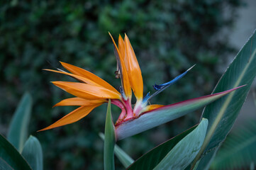 Flower Original bird of paradise one of the most famous tropical flowers