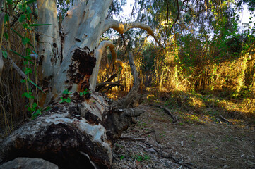 Very large eucalyptus trees in the park on a sunny day