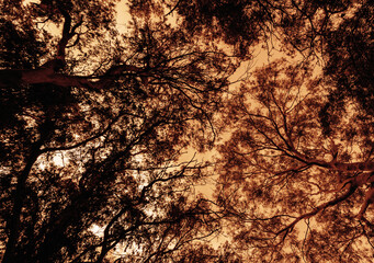 Very large eucalyptus trees in the park on a sunset