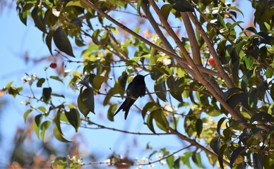 Obraz premium Beija-flor-tesoura