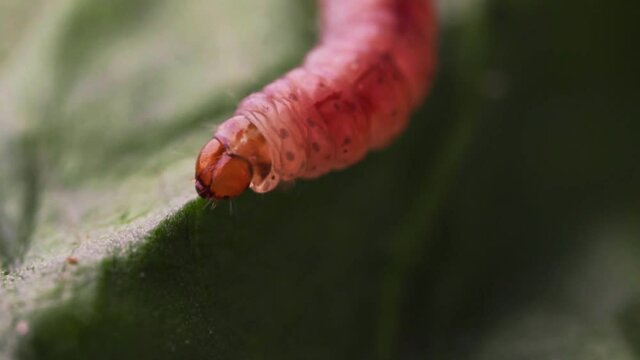 Macro shot of caterpillar. Pectinophora gossypiella.