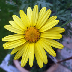 Fototapeta premium yellow flower