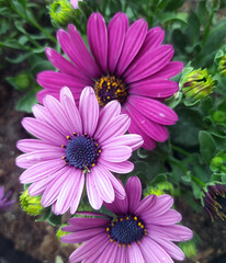 Obraz premium pink and purple flowers