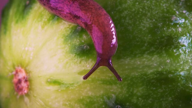Macro shot of slug crawling on green cucumber.