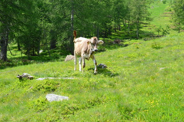 A Cow in Southtyrol 
