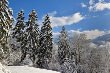 hight firs covered with snow in mountain landscape