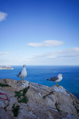 seagull on the rocks