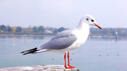 KONSTANZ, GERMANY - 14 OCTOBER 2015: Close-up of a seagull and Lake Constance in the background