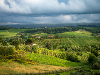 Fototapeta na wymiar Paisaje de viñedos en Montepulciano, Val d'Orcia, Toscana, Italia.