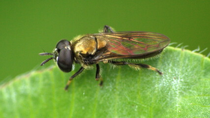 Hover fly on a leaf in Cotacachi, Ecuador