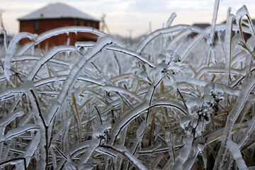 Changeable weather concept. Close-up of ice and frost on the grass and plant stems, shot of dry grass with ice, natural background with frost on the grass, winter morning