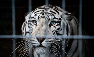 White Bengal tiger (Panthera tigris tigris) in captivity, looking suspicious behind the bars