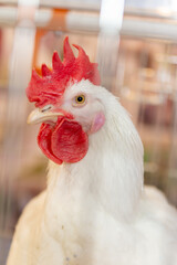 large portrait of auntie behind bars at an agricultural exhibition, white bird red tuft macro