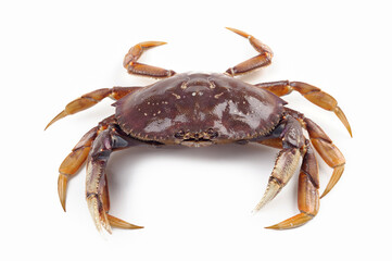 Live Dungeness Crab