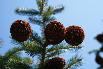 Spruce cones photographed from below.