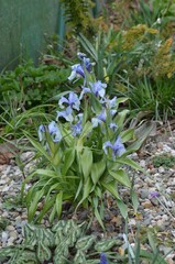 Spring blooming blue Iris aucheri