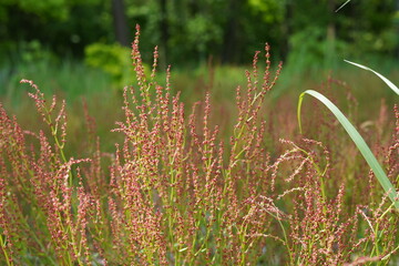 Wild sorrel in the forest.