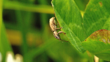 Weevil on a leaf in Cotacachi, Ecuador