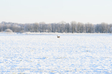 a small deer in the middle of a snowy field in winter