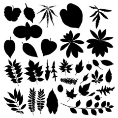 Leaf silhouette collection, foliage set. Domestic spring leaves, botanical illustration of hand drawing elements made of real live forest and home plants. Vector.