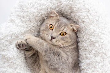 Cute scottish fold kitten at home, looking at the camera