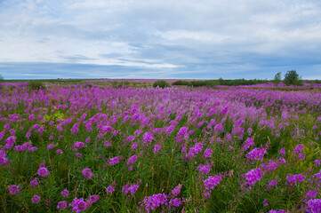 field of lavender - 474065710