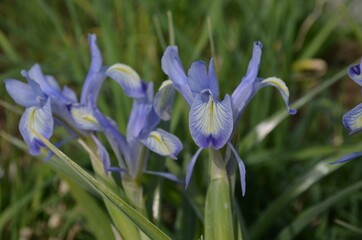 Spring blooming Iris 'Blue Lips'