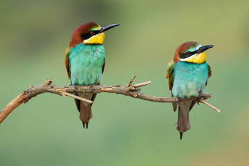Colorful European bee eater birds