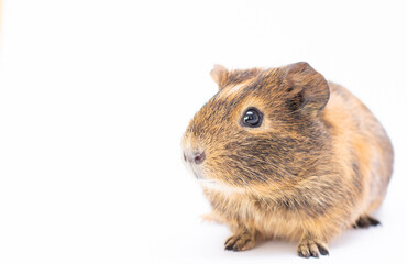 Guinea pig on white background copy space banner