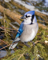 Blue Jay Photo and Image. Close-up view perched on fir branches in the winter season with blur snow and branches background in its environment and habitat surrounding.