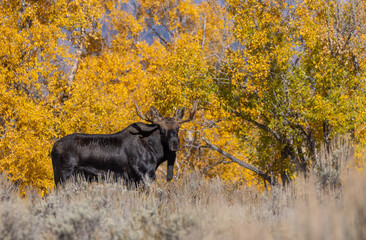Bull Shiras Moose in Rut in Wyoming in Autumn