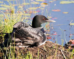 Common Loon Photo. Loon with one day baby chick under her feather wings on the nest protecting and caring for the baby loon in its habitat. Loon Mother and Baby Chick. Image. Picture. Portrait.