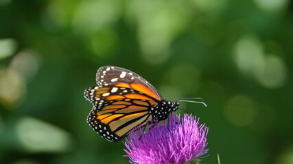 Monarch butterfly on a scotch thistle flower in Cotacachi, Ecuador