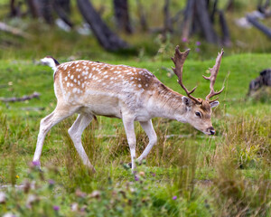 Naklejka na ściany i meble Deer Stock Photo and Image. Fallow Deer close-up side profile in the forest with a blur background in its environment and habitat surrounding.