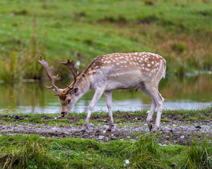 Naklejka na ściany i meble Deer Stock Photo and Image. Fallow Deer close-up side view walking in the field by the water with a blur background displaying its antlers in its environment and habitat surrounding.