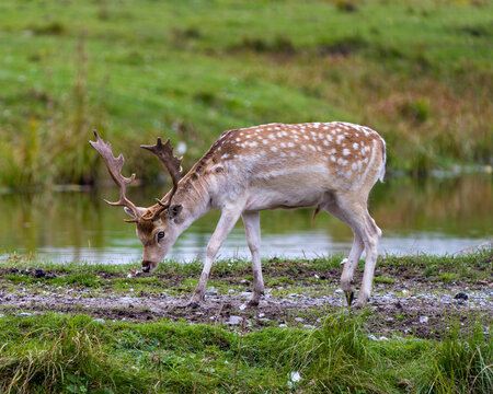 Deer Stock Photo and Image. Fallow Deer close-up side view walking in the field by the water with a blur background displaying its antlers in its environment and habitat surrounding.