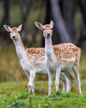 Deer Stock Photo and Image. Fallow Deer couple close-up profile view looking at camera with a blur background in their environment and habitat surrounding.