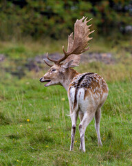 Naklejka na ściany i meble Deer Stock Photo and Image. Close-up profile rear view in the field with a blur forest background displaying antlers in its environment and habitat surrounding. Fallow Deer Picture.