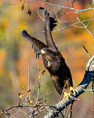 Bald Eagle Stock Photo & Image. Juvenile Bald Eagle perched with spread wings with a autumn blur background in its environment and habitat displaying its dark brown plumage, yellow talons.