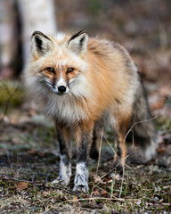 Red Fox Photo Stock. Fox Image. Unique fox profile front view and looking, in the spring season in its environment with blur background displaying white mark paws, unique face, fur, bushy tail.