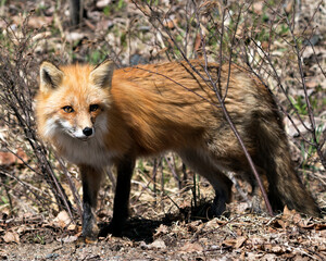 Red Fox Photo Stock. Fox Image. Close-up profile side view in the spring season displaying fox tail, fur, in its environment and habitat with a blur foliage background. Picture. Portrait.