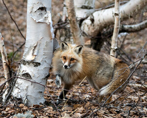 Red Fox Photo Stock. Fox Image.