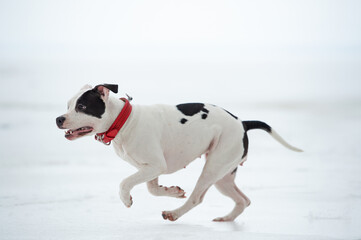 running and playing white dog  at  frozen gulf. winter
